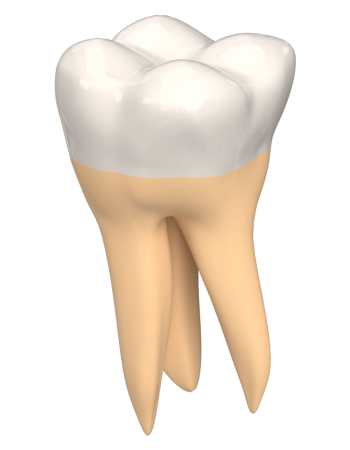 Diagram of a second molar tooth